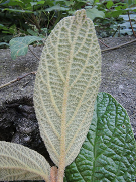 Viburnum rhytidophyllum