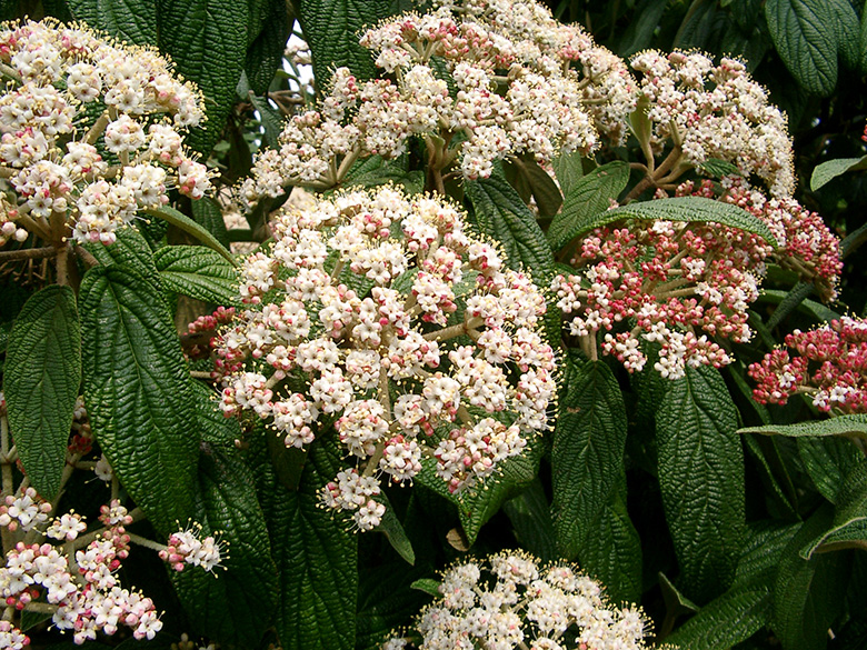 Viburnum rhytidophyllum