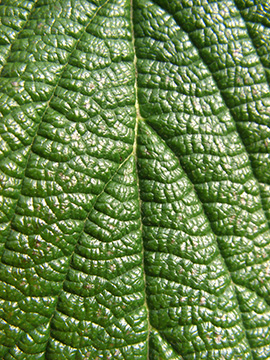 Viburnum rhytidophyllum