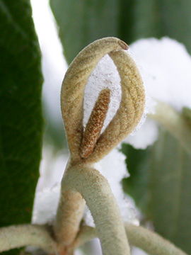 Viburnum rhytidophyllum