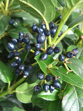 Viburnum tinus