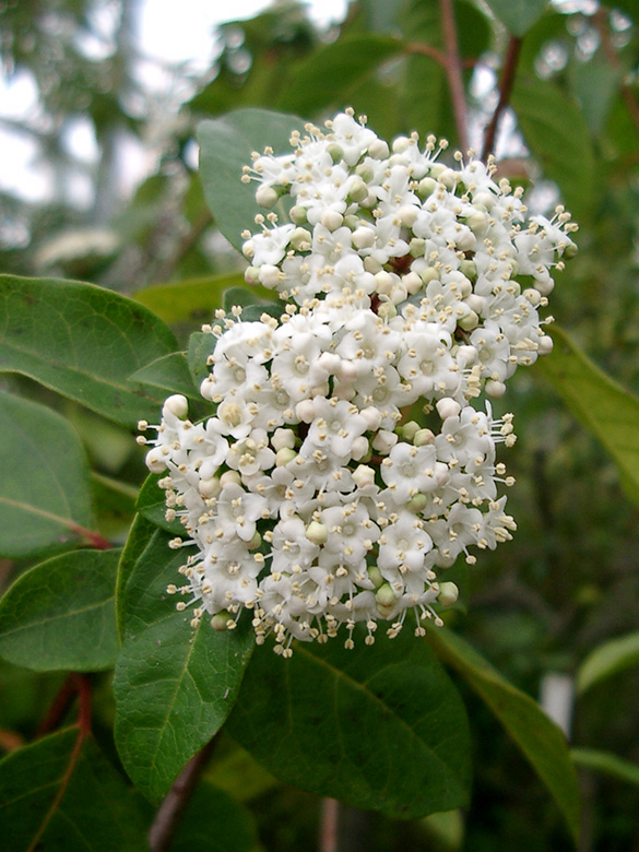 Viburnum tinus