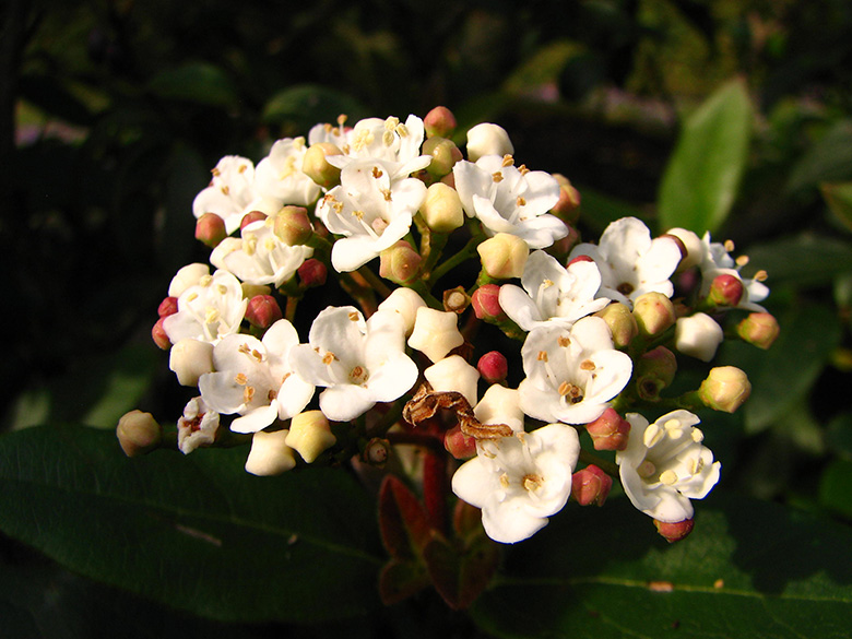Viburnum tinus