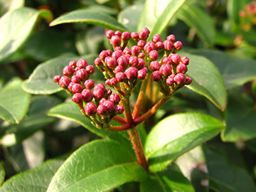 Viburnum tinus
