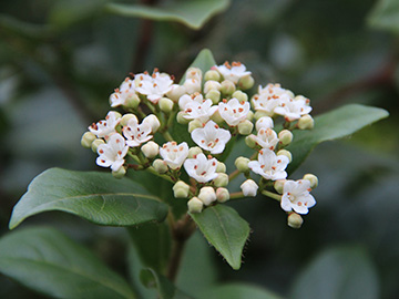 Viburnum tinus