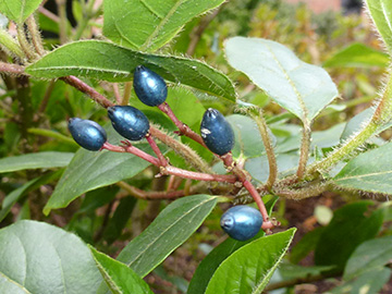 Viburnum tinus