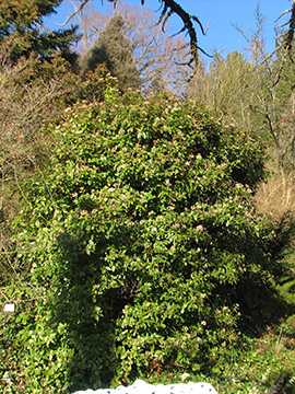 Viburnum tinus