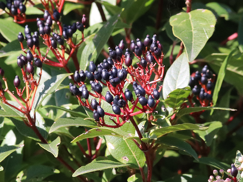Viburnum tinus
