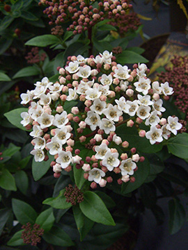 Viburnum tinus