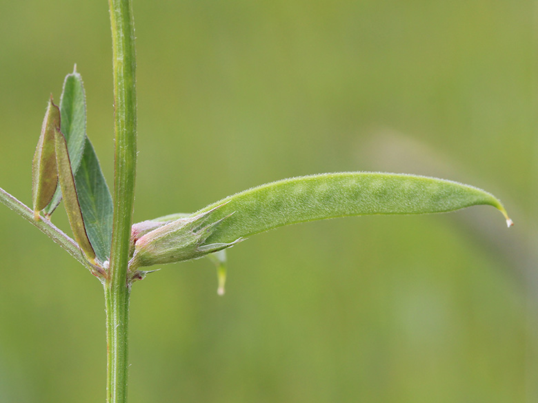 Vicia angustifolia