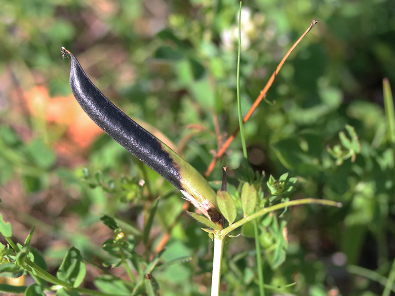 Vicia angustifolia