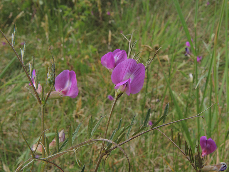Vicia angustifolia