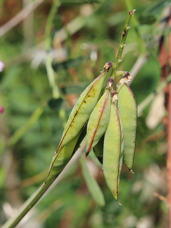 Vicia cracca