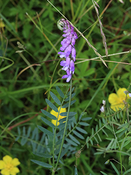 Vicia cracca