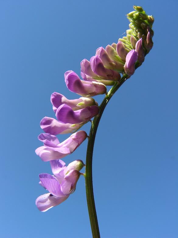Vicia cracca