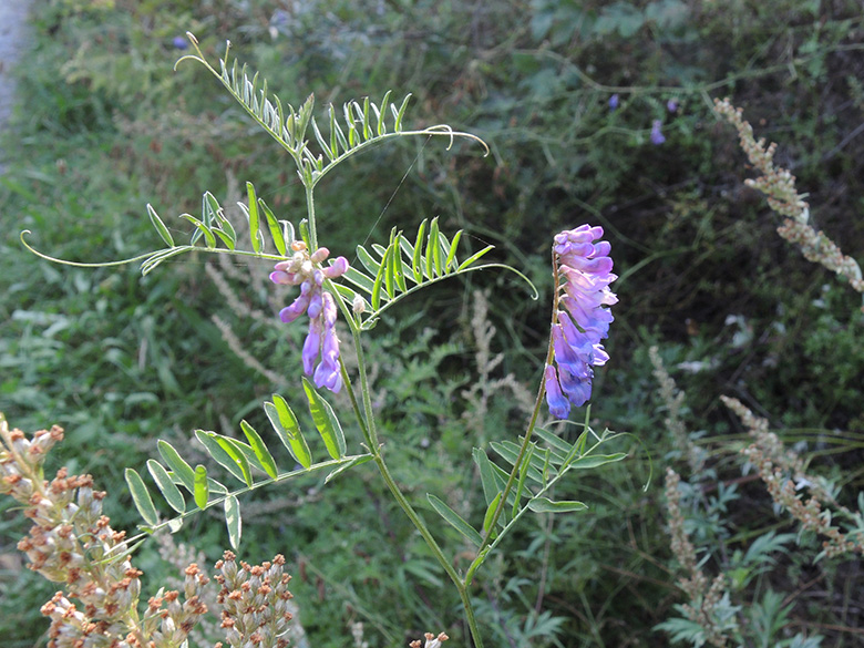 Vicia cracca