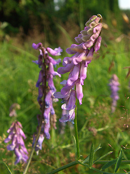 Vicia cracca