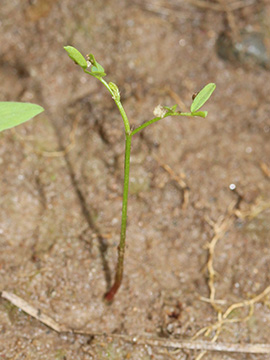 Vicia cracca