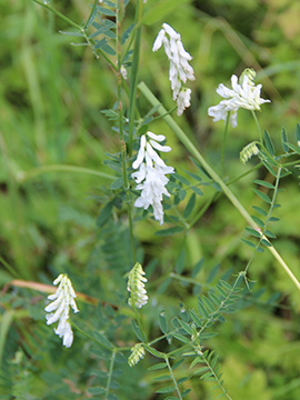 Vicia cracca