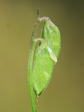 Vicia hirsuta