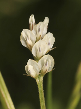 Vicia hirsuta