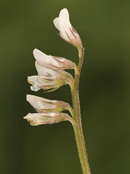 Vicia hirsuta