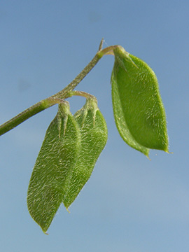 Vicia hirsuta