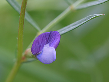 Vicia lathyroides