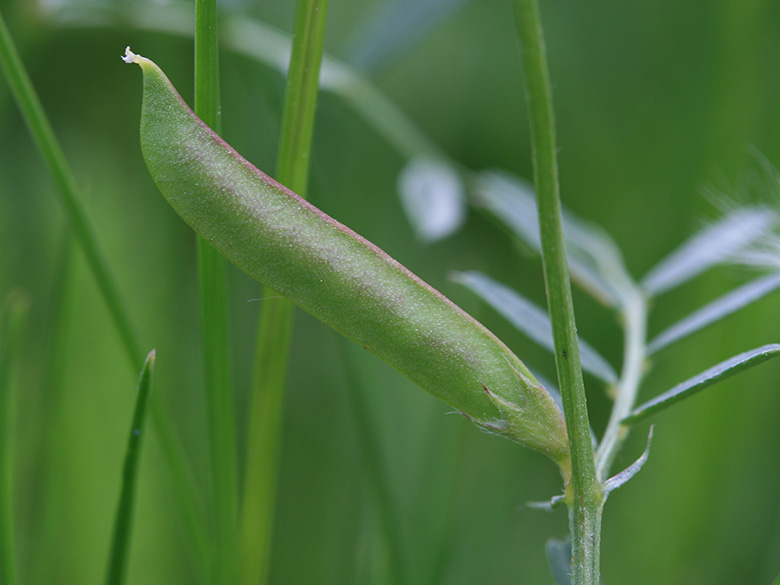 Vicia lathyroides