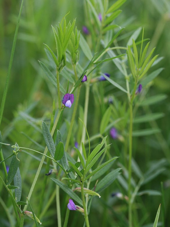 Vicia lathyroides