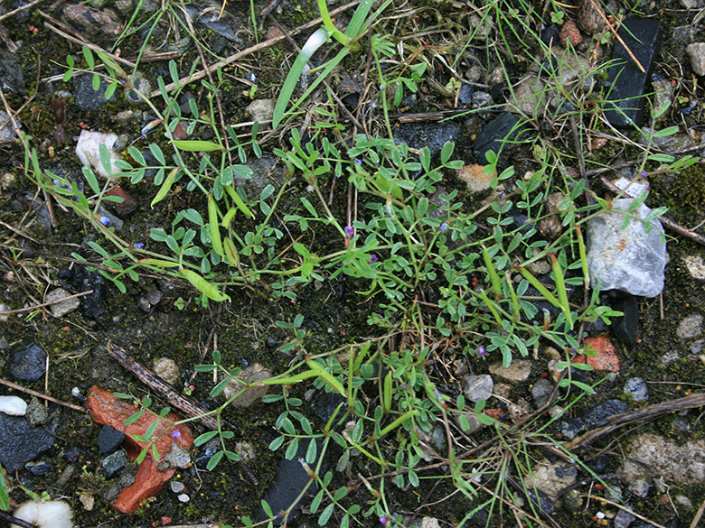 Vicia lathyroides