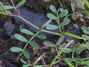 Vicia lathyroides