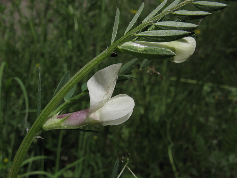 Vicia lutea