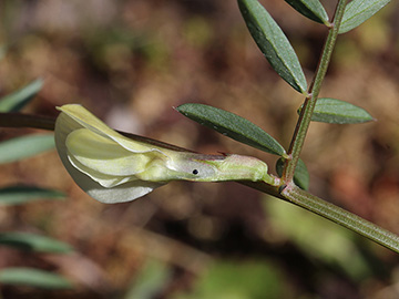 Vicia lutea