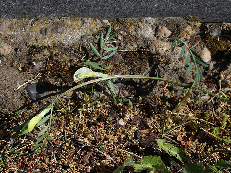 Vicia lutea