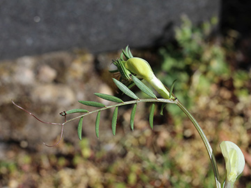 Vicia lutea