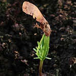 Abies procera - Edel-Tanne