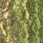 Ailanthus vilmoriana - Dorniger Götterbaum
