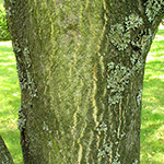 Ailanthus vilmoriana - Dorniger Götterbaum