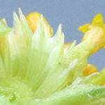 Anthemis arvensis - Acker-Hundskamille