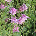 Aquilegia vulgaris - Gewöhnliche Akelei