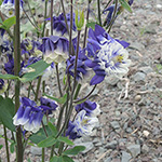 Aquilegia vulgaris - Gewöhnliche Akelei