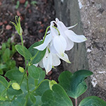 Aquilegia vulgaris - Gewöhnliche Akelei