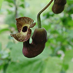 Aristolochia macrophylla - Amerikanische Osterluzei
