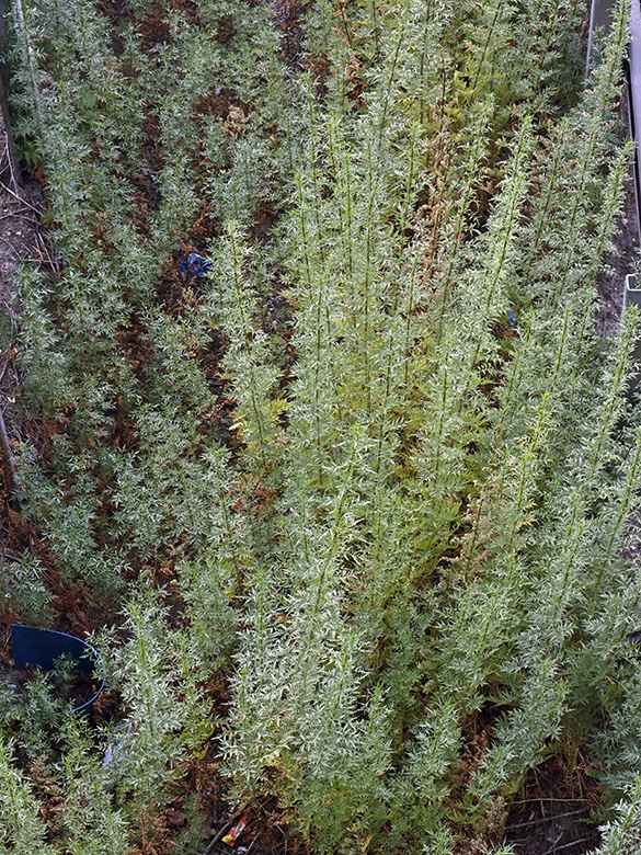 Artemisia tournefortiana