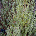Artemisia tournefortiana - Armenischer Beifuß
