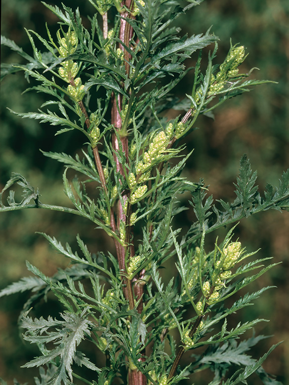 Artemisia tournefortiana