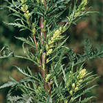 Artemisia tournefortiana - Armenischer Beifuß