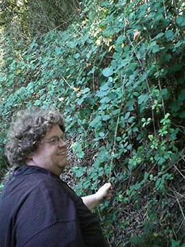 Exkursion 2013-09-29 Bochum-Sundern, Brombeeren
