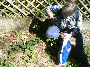 Exkursion 2013-09-29 Bochum-Sundern, Brombeeren